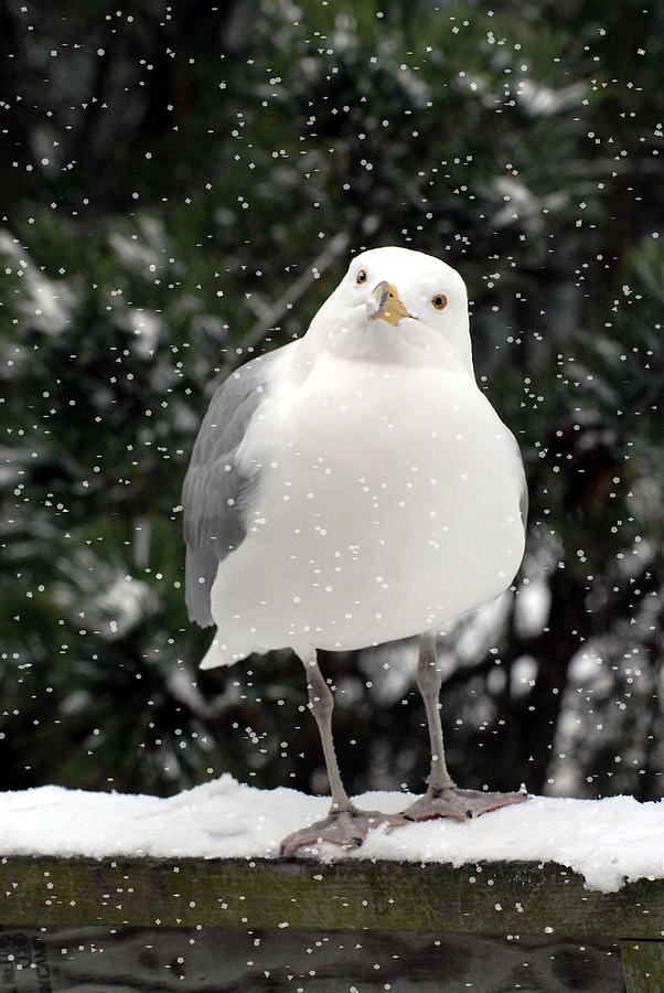 Herring Gull In Snow Photograph by Joyce StJames