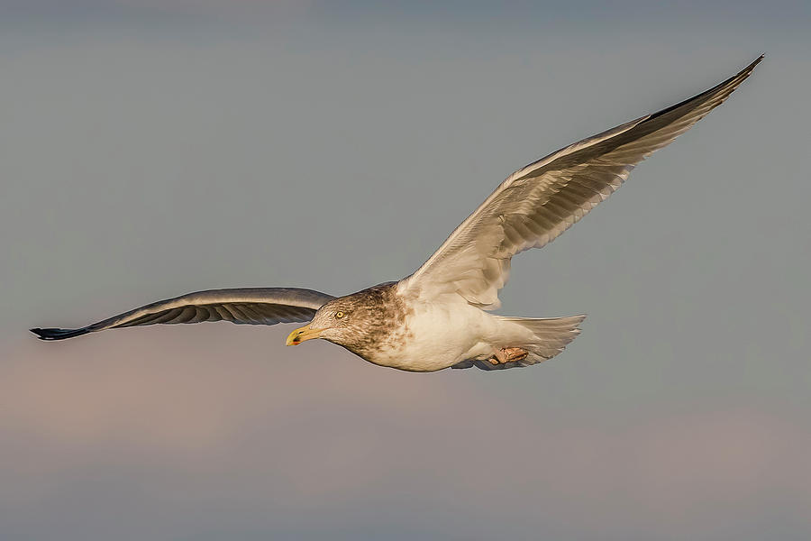 Feather Photograph - Herring Gull In Sunset Sky by Morris Finkelstein