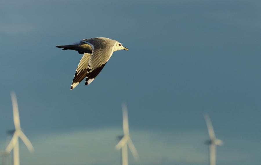 Herring Gull Photograph