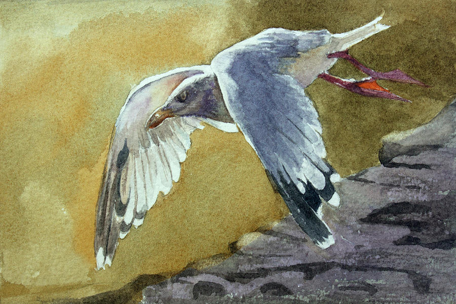 Wildlife Painting - Herring Gull by Kris Parins