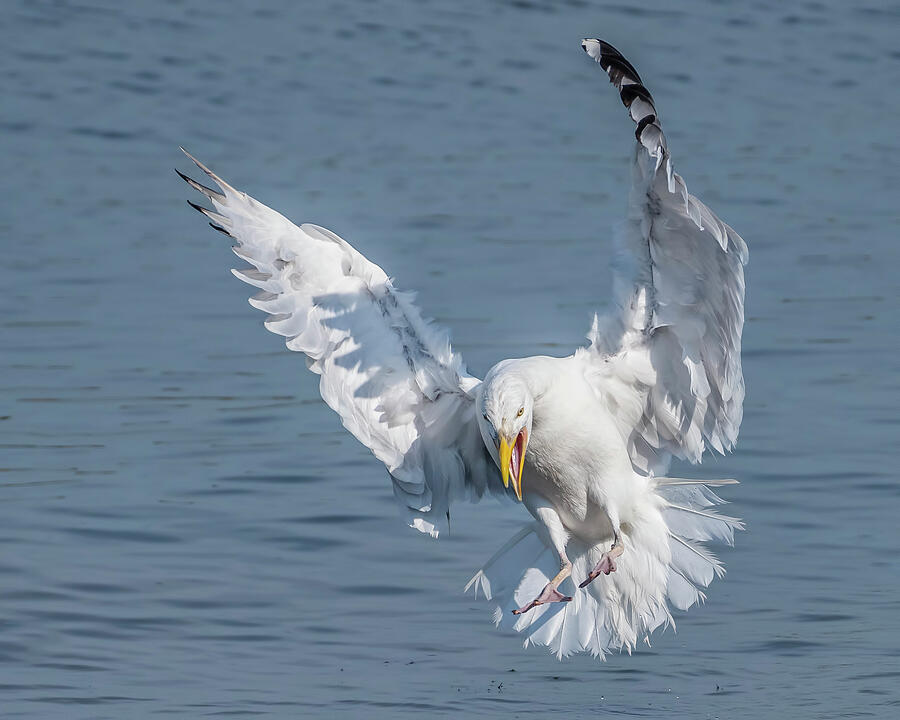 Herring Gull Landing Photograph by Morris Finkelstein | Fine Art America