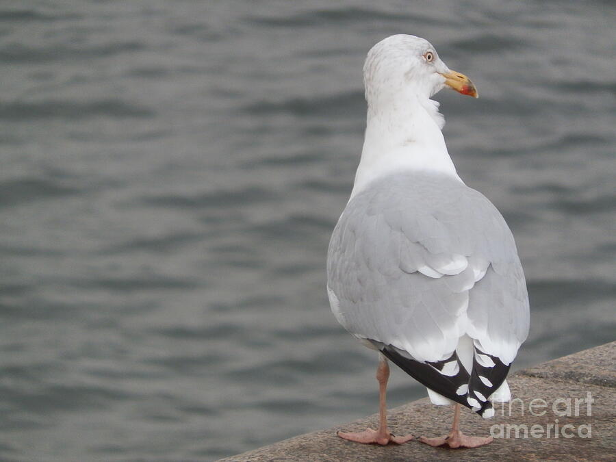 Herring gull observing Photograph by Margaret Brooks