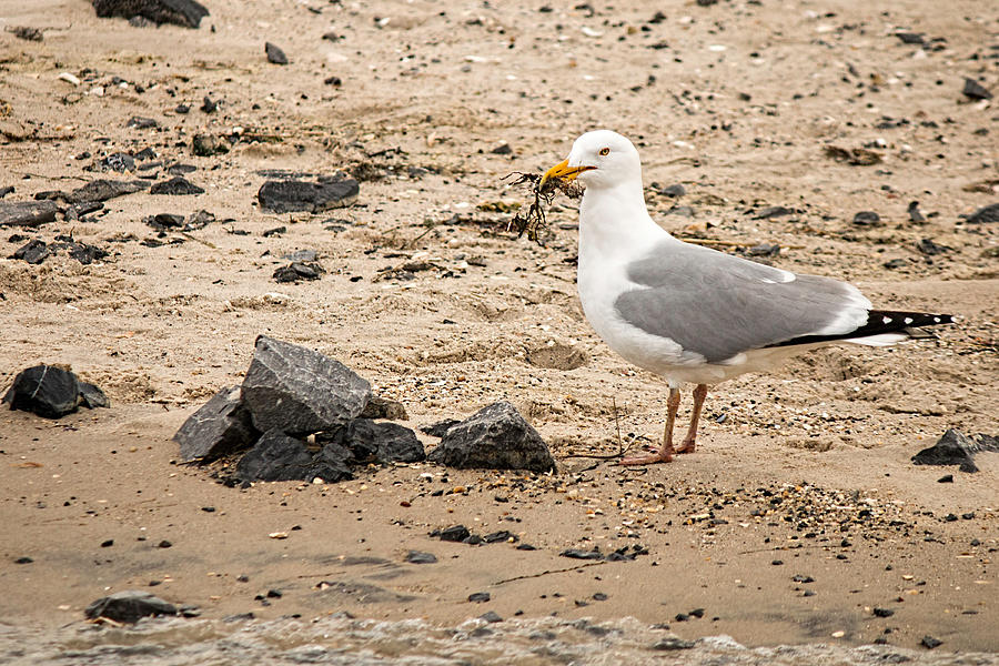 Herring Gull On The Beach Photograph by Kristia Adams