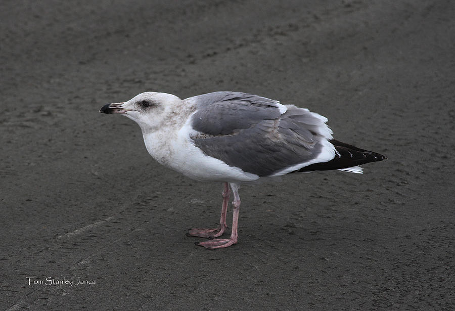 Herring Gull On The Sand Photograph by Tom Janca