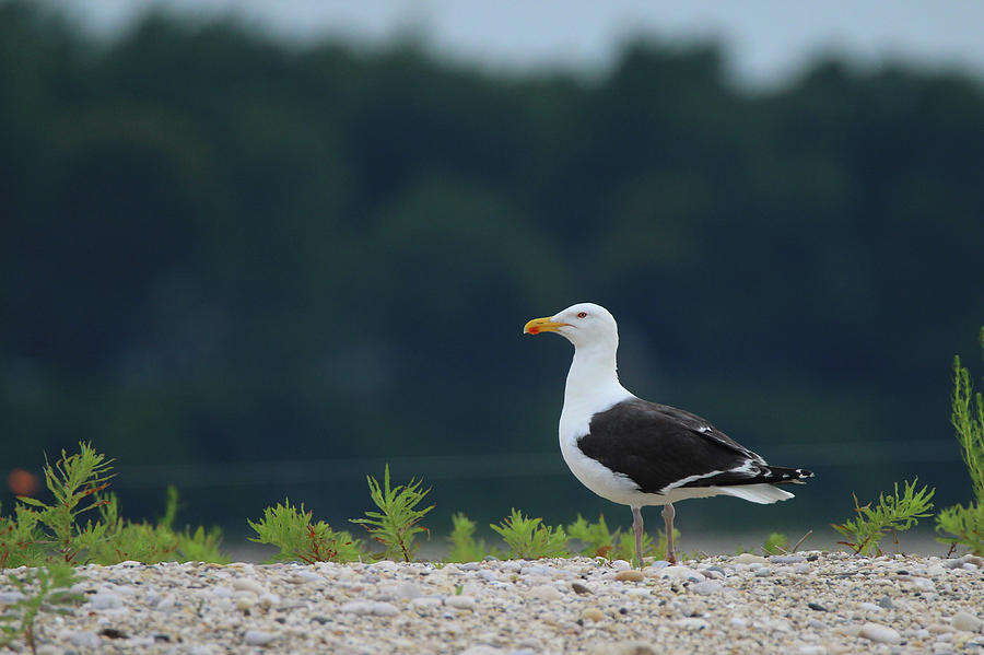Herring Gull Port Jefferson New York Photograph by Bob Savage
