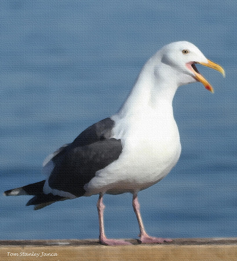 Herring Gull Squawking Photograph by Tom Janca