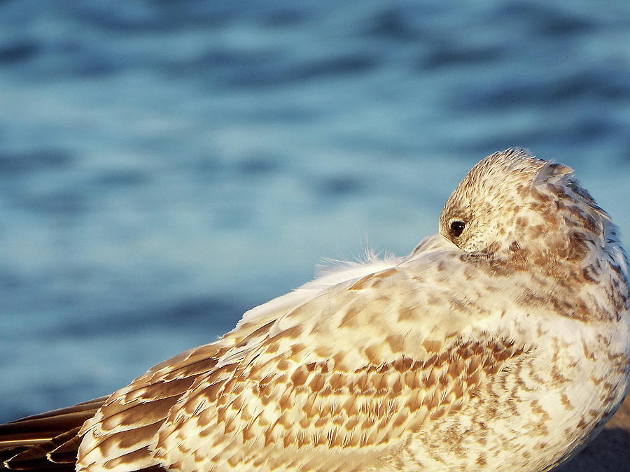 herring gull with head tucked into wing along Lake Michigan Photograph
