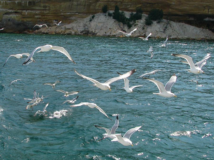 Herring Gulls at Pictured Rocks Photograph by Keith Stokes