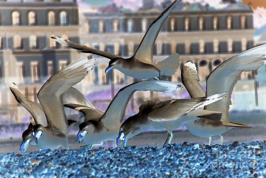 Herring Gulls inverted Photograph by David Fowler