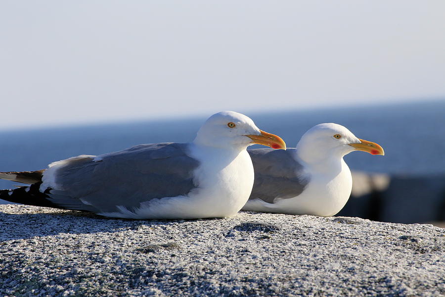 Herring Gulls, Nova Scotia Photograph by Gary Corbett