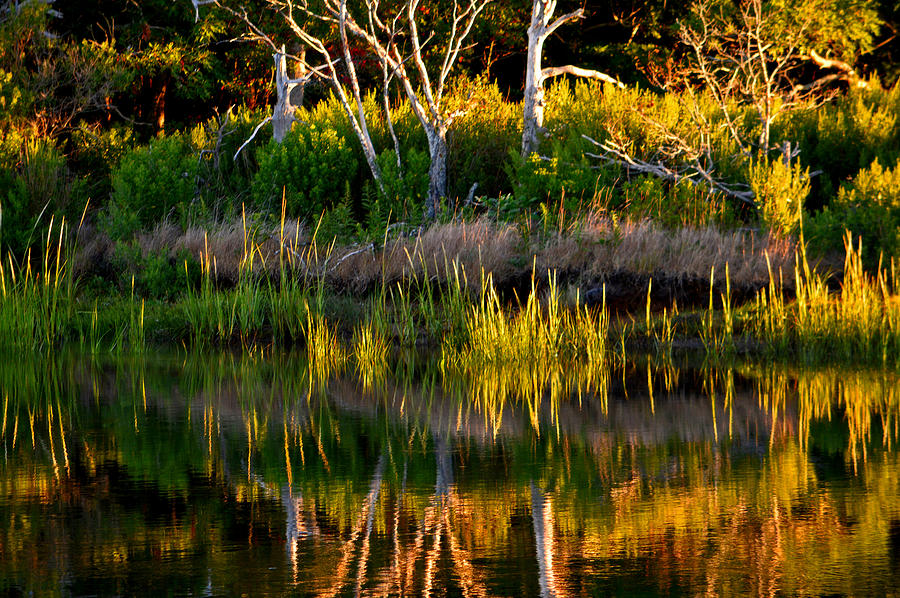 Herring River by Dianne Cowen Photograph by Dianne Cowen Cape Cod Photography