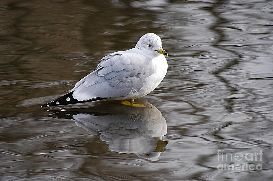 Herring Seagull 20121224_180 Photograph by Tina Hopkins