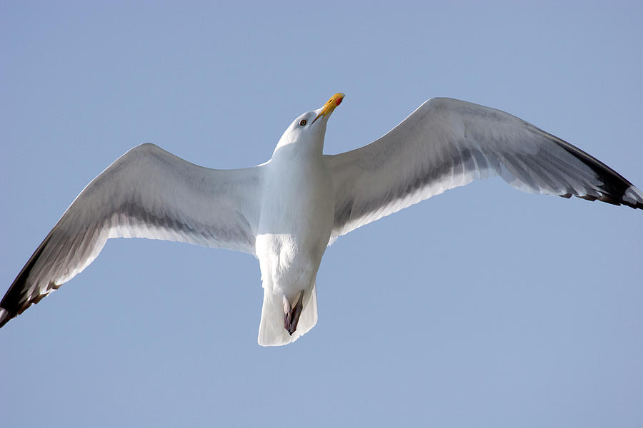 Herring Seagull Photograph by Jill Lang