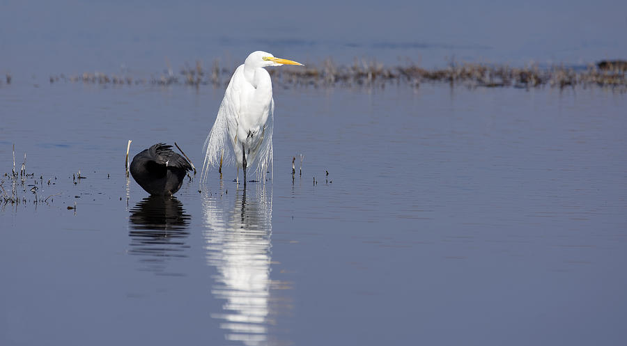 Hes Not With Me -- Egret and Coot at Merced National Wildlife Refuge, California Photograph by Darin Volpe