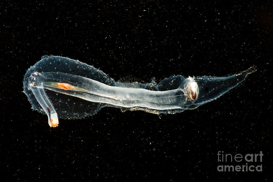 Heteropod Mollusk Photograph by Dant Fenolio