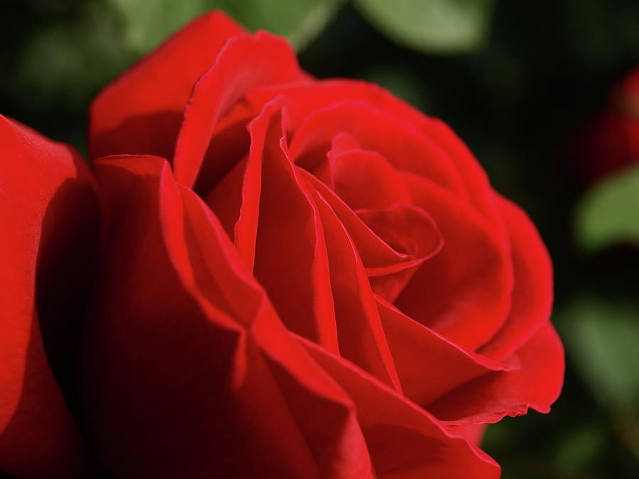 Hever Castle Red Rose - 1 Photograph by Jeffrey Peterson