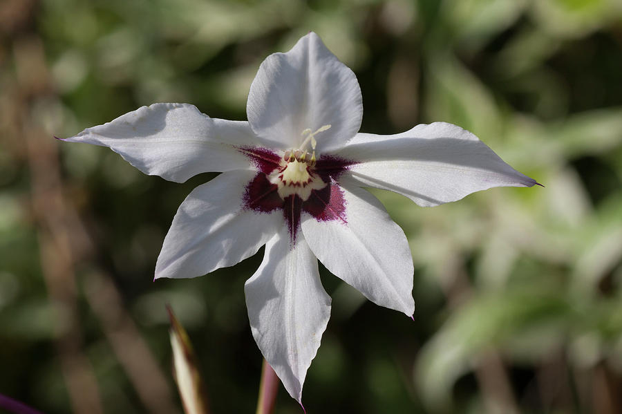 Hexiform Star by Richard Thomas Hexiform Star by Richard Thomas