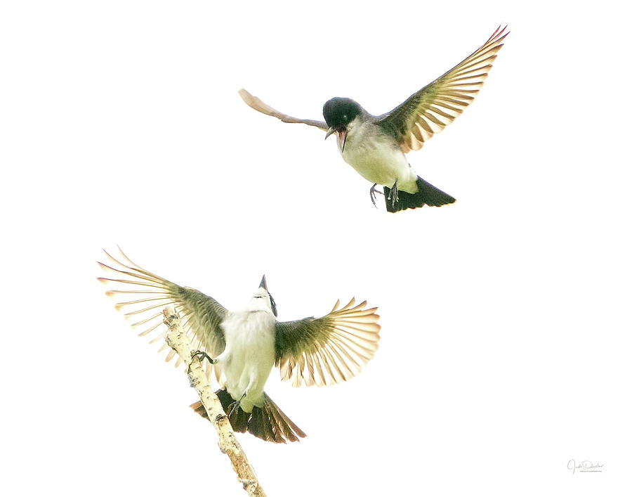 Flirting Kingbirds Photograph by Judi Dressler