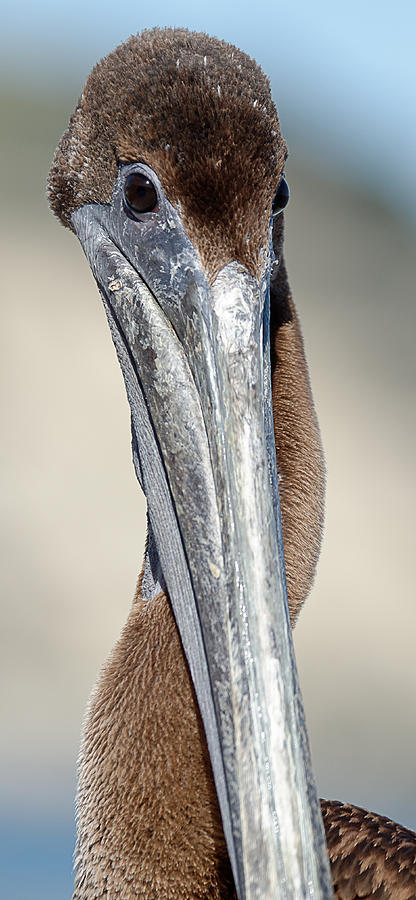 Hey Baby, Wanna Neck? -- Brown Pelican in Avila Beach, California Photograph by Darin Volpe