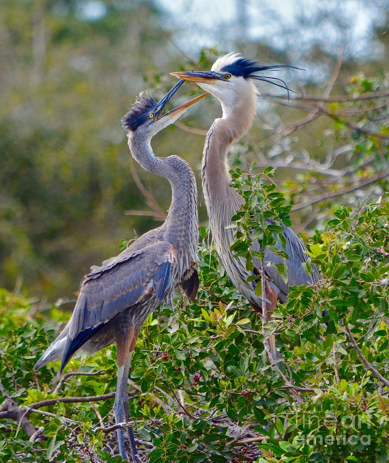 Hey, Dad Photograph by Andrea Spritzer - Fine Art America