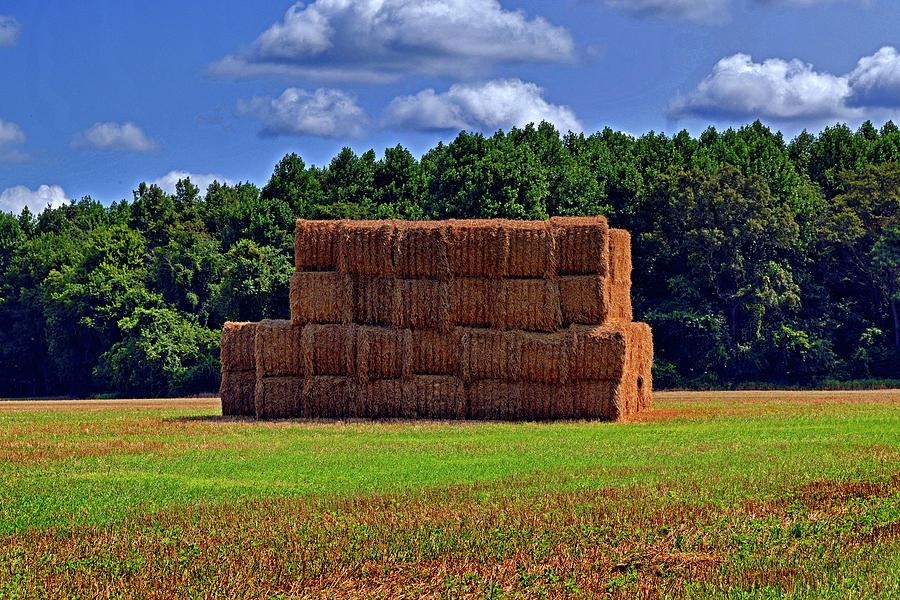 Hey Hay Photograph by Bill Swartwout