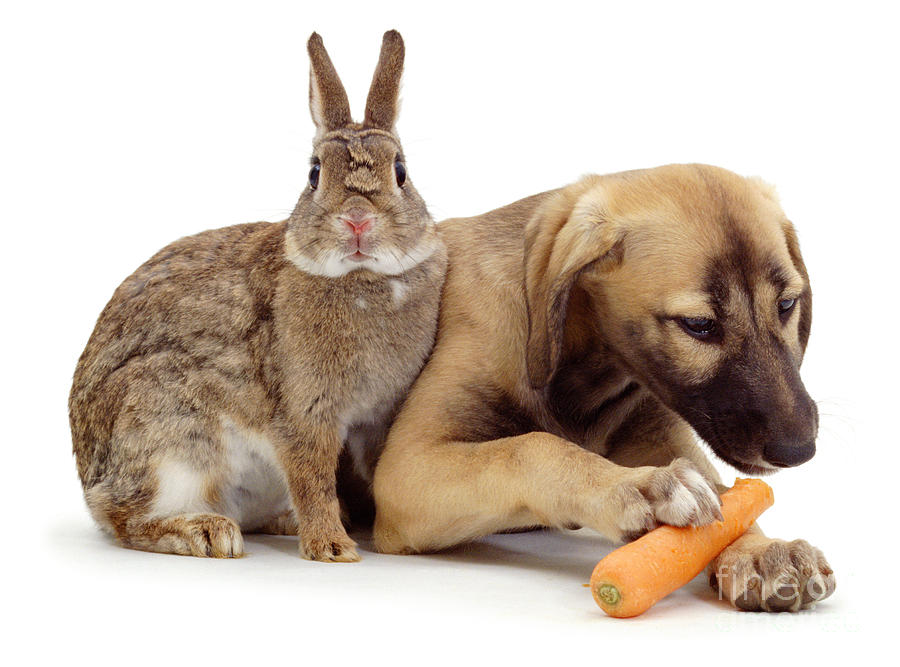 Carrot Photograph - Hey, I thought carrots were for rabbits by Warren Photographic