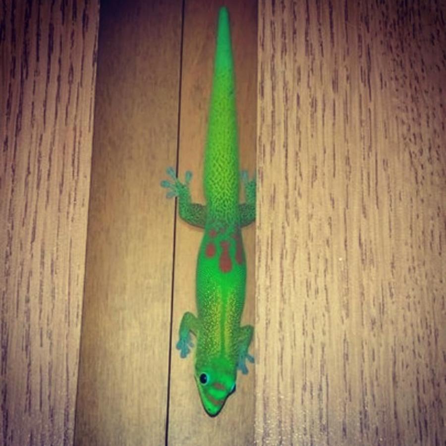 Maui Photograph - #hey #mr.gecko Get Out Of My House by Maui Eclipse