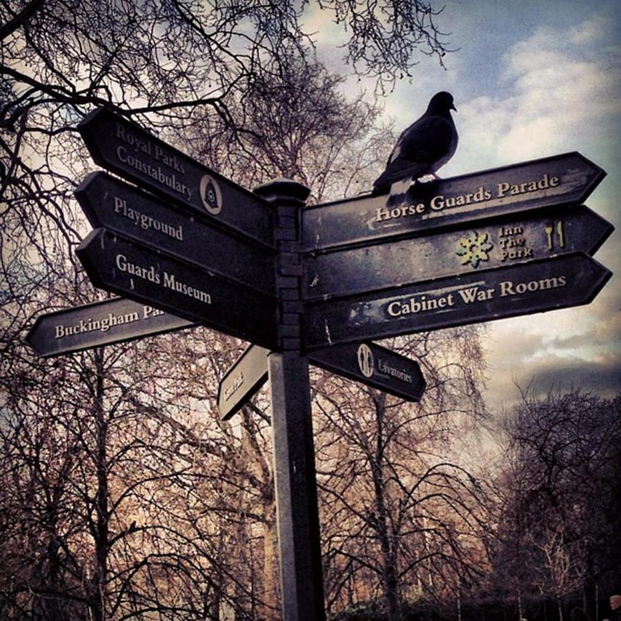 Nature Photograph - Hey Pidge... #direction #sign #signs by Louise McAulay