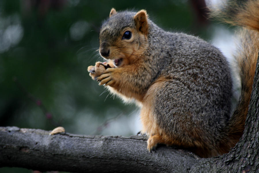 Hey The Guy With Peanuts Photograph by Martin Morehead - Pixels