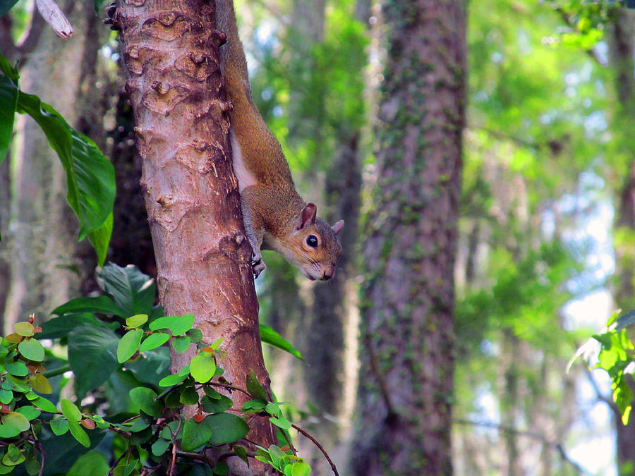 Squirrel Photograph - Hey There Dear Crawling Friend by Tina M Wenger