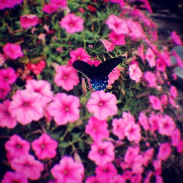 Butterfly Photograph - Hi. #butterfly #fisheye #olloclip by Eddy Welch