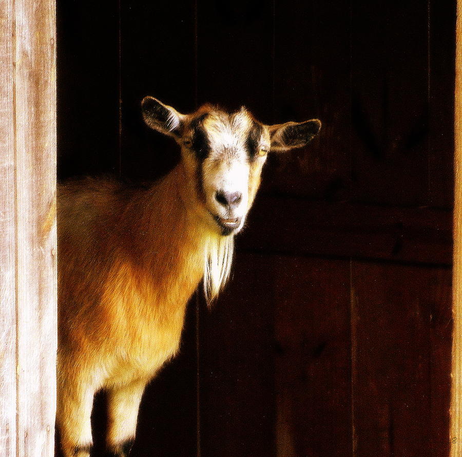Hi Goat Photograph by Kathy Barney