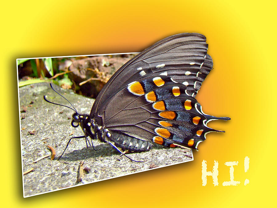 Hi - Hello - How Are You - Butterfly Greeting Photograph by Carol Senske