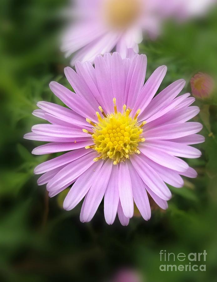 Hi I Am Daisy Photograph by Eva Maria Nova - Pixels