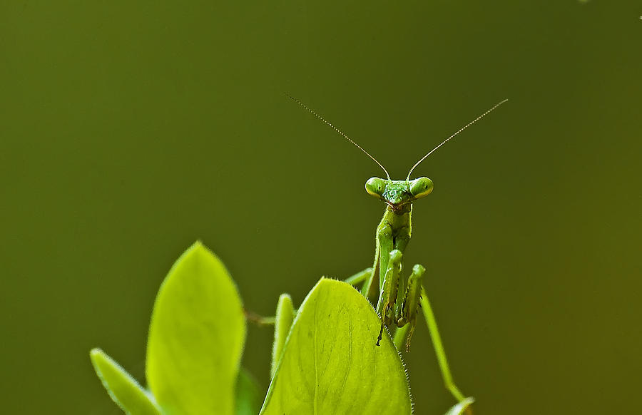 Hi   My Name Is Mantis Photograph by Michael Whitaker