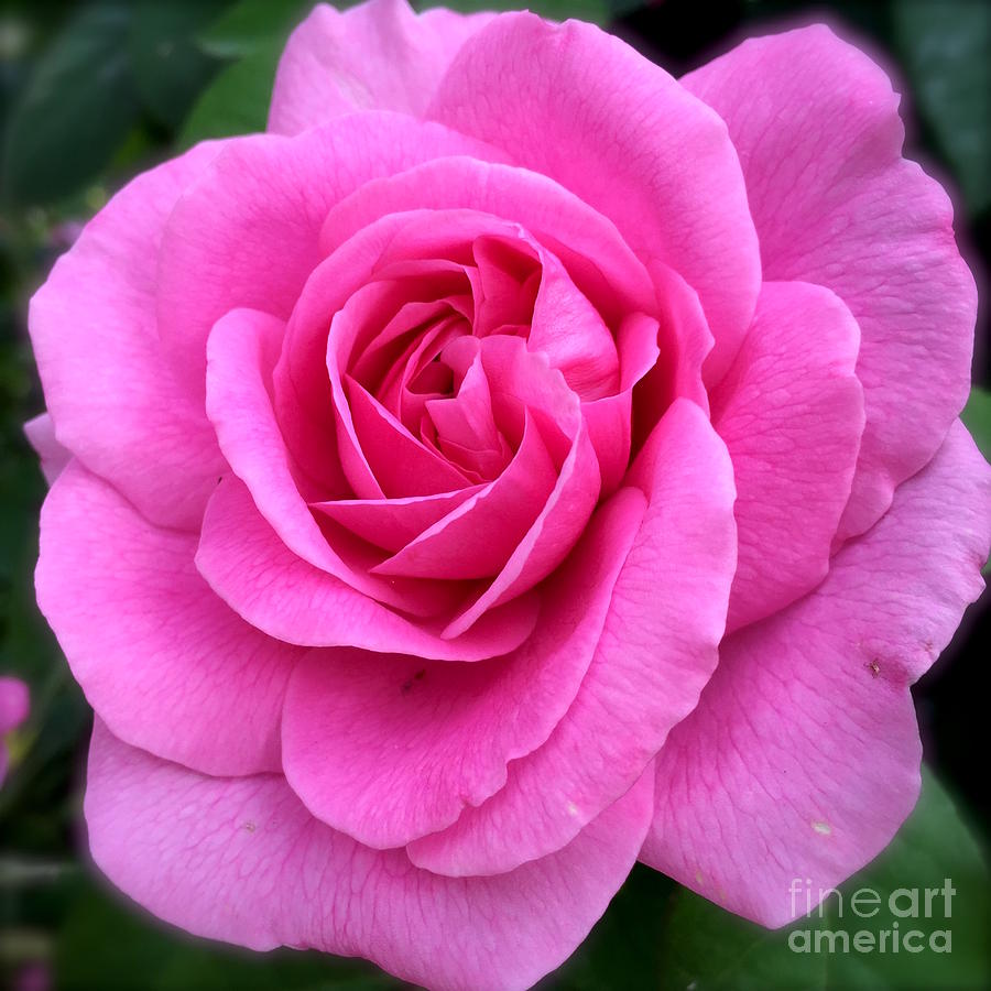 Hot pink rose Photograph by Wonju Hulse