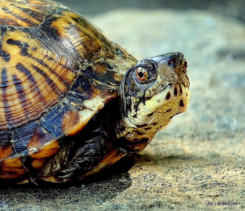 Hi There Photograph by Judy Beal Breedlove - Fine Art America