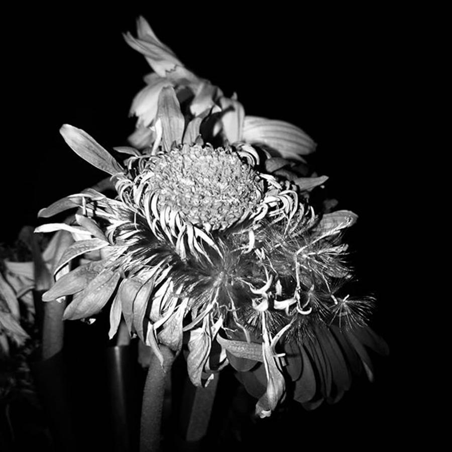 Flower Photograph - Hi There! #lovelydeadcrap #ldc #flower by Percy Bohannon