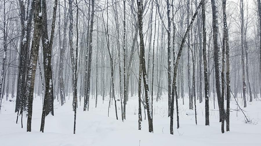 Hiawatha Forest Snow Photograph by William Slider