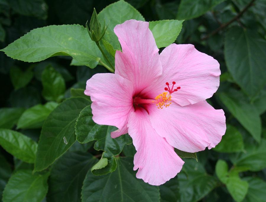Flor de Avispa - Beautiful Pink Flowers for Your Garden