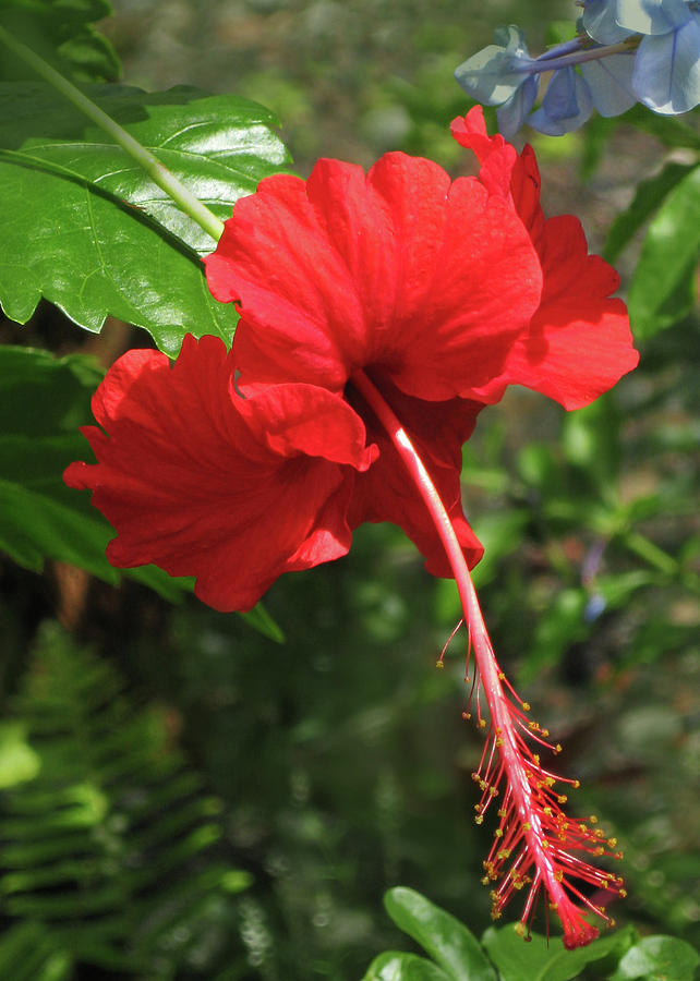 Hibiscus - Red Photograph by Kerri Ligatich