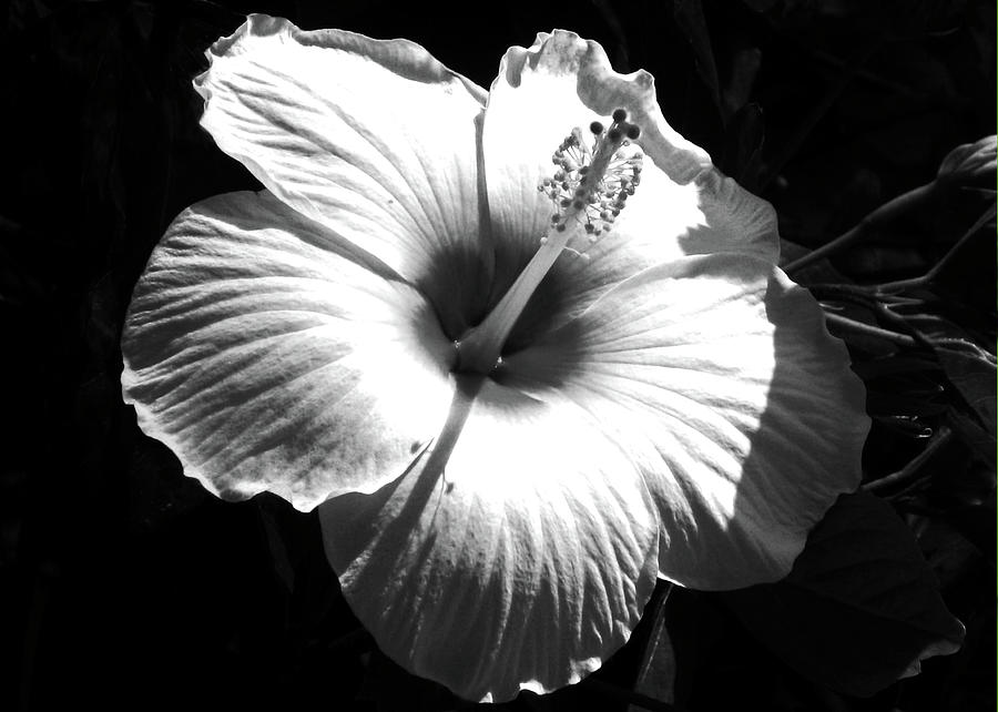 Hibiscus - White and Black Photograph by Kerri Ligatich