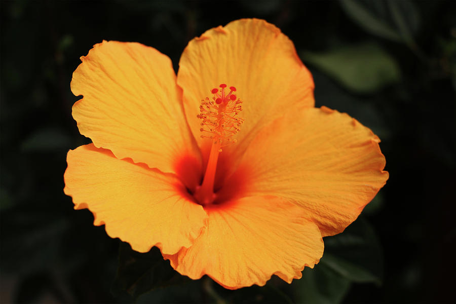 Hibiscus 001 Photograph by DiDesigns Graphics