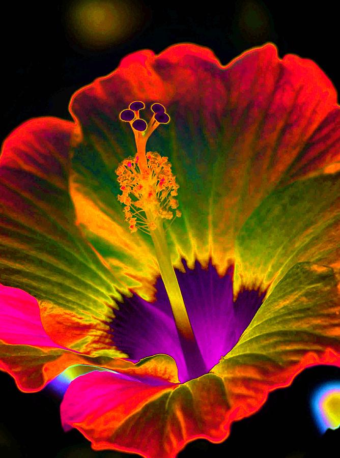 Flower Photograph - Hibiscus 01 - Summers End - PhotoPower 3189 by Pamela Critchlow