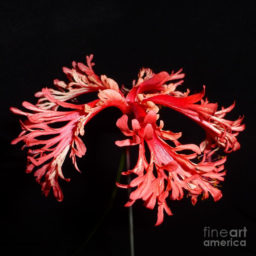 Flower Photograph - Hibiscus 1 by Barbie Corbett-Newmin