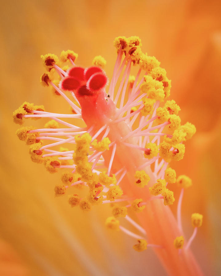 Hibiscus-1 Photograph by David Coblitz