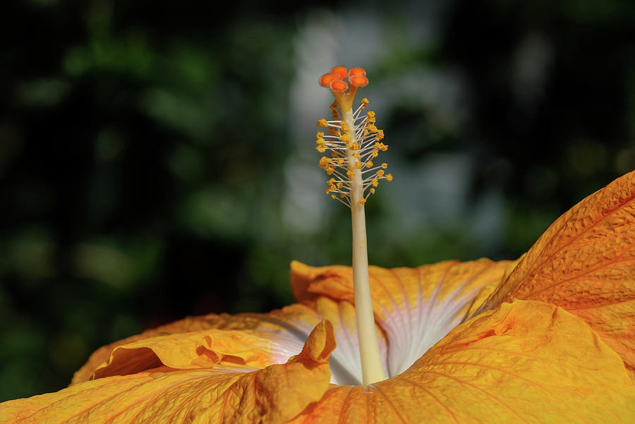 Hibiscus #1 Photograph by Georgette Grossman