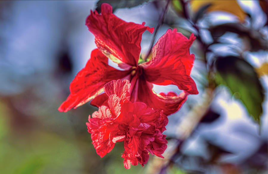 Hibiscus 1 Photograph by Nadia Sanowar