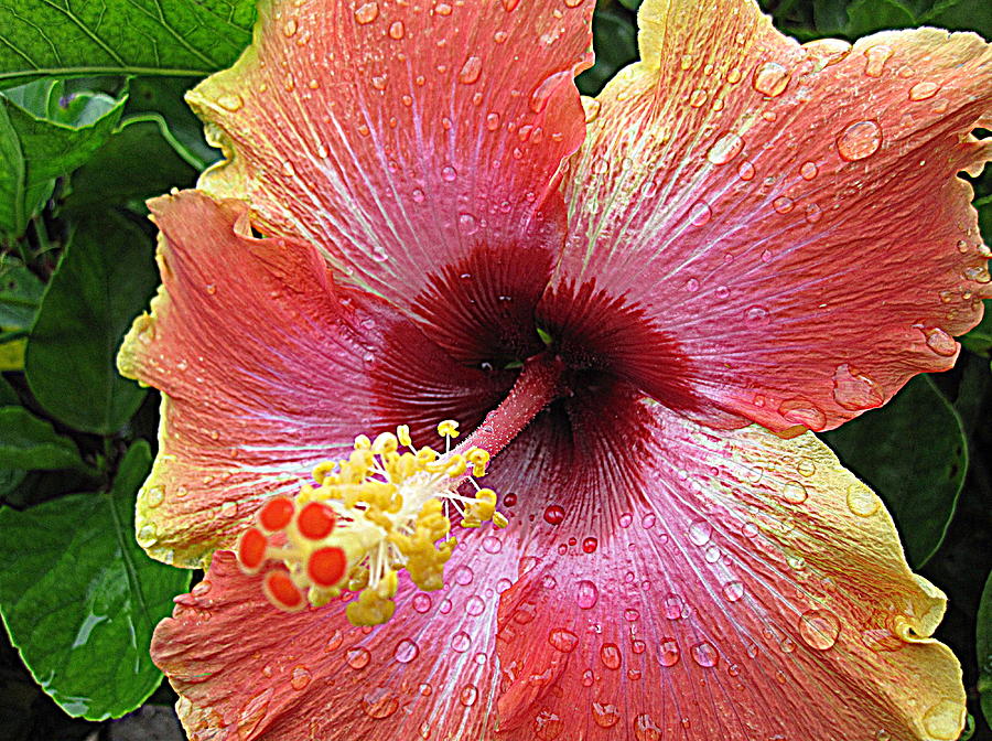 Flower Photograph - Hibiscus after Rain 2 by Bonita Brandt