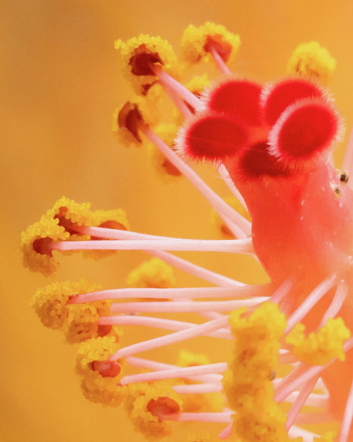 Flower Photograph - Hibiscus-2 by David Coblitz